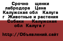 Срочно!!! щенки лабродора › Цена ­ 0 - Калужская обл., Калуга г. Животные и растения » Собаки   . Калужская обл.,Калуга г.